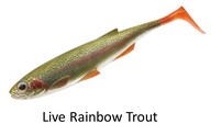 Live Rainbow Trout